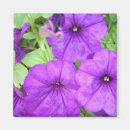 Recherche de pétunia magnets Adorable