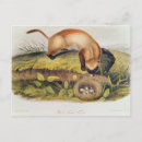 Recherche de pied noir cartes postales Américain