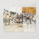 Recherche de mini schnauzers posters Animaux