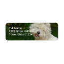 Recherche de bichon frisé Chiot