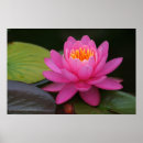 Recherche de fleur lotus rose posters Photographie