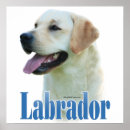 Suche nach labrador retriever poster Gelb