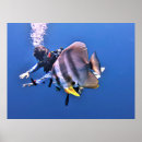Suche nach taucher poster Koralle
