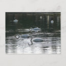 Suche nach schwan postkarten See