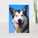 Suche nach husky karten Foto