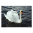 Recherche de cygnes blancs posters Faune