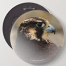 Recherche de fauconnerie badges Faucon pèlerin