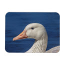 Suche nach gänse magnete Vögel