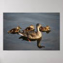 Suche nach entlein poster Natur