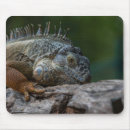 Recherche de iguane tapis souris Lézard