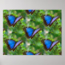 Suche nach bunter schmetterling poster Muster