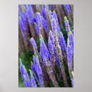 Suche nach salvia poster Lila