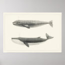 Suche nach killer whale poster Blau