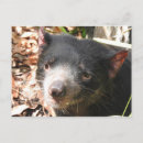 Suche nach tasmanian devil postkarten Tasmanie