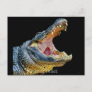 Recherche de salutations floride cartes postales Alligator