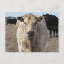 Recherche de vache noire et blanche cartes postales Vaches