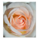 Suche nach hellrosa rose poster Rosa rosen