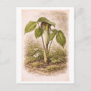Recherche de arum cartes postales Botanique