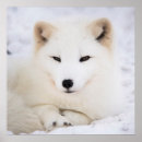 Suche nach fuchs im schnee poster Tierwelt