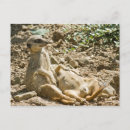 Suche nach meerkats postkarten Suricata