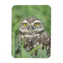 Suche nach fauna magnete Eule