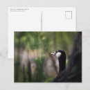 Suche nach kanadisch postkarten Ornithologie