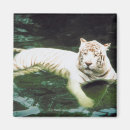 Recherche de voyage de chat magnets Animal