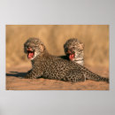 Recherche de pardus Chat
