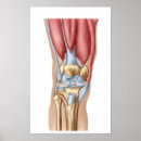 Suche nach ligamente poster Medizinisch