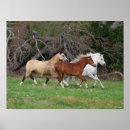 Suche nach ponys poster Rasse