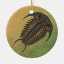 Recherche de fossile ornements Antique