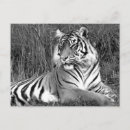 Suche nach weißer tiger postkarten Dschungel