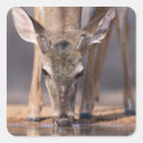 Suche nach tierkörperteil aufkleber Usa