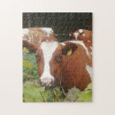 Suche nach kuh puzzle Wiese