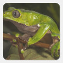 Suche nach riesen aufkleber Phyllomedusa bicolor