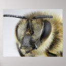 Suche nach wirbellose tiere poster Antenne