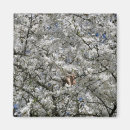 Recherche de arbre fleurissant magnets Pour tous