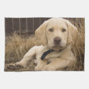 Recherche de labrador retriever cuisine linges Dog