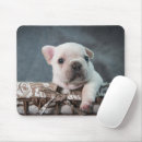 Recherche de french bulldog tapis souris Purebred dog