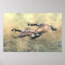 Recherche de oiseau en vol art Peinture