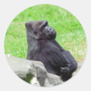 Suche nach gorillas aufkleber Primat