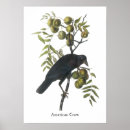 Suche nach john james audubon poster Vögel