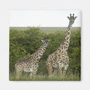 Suche nach kenia magnete Wild lebende tiere