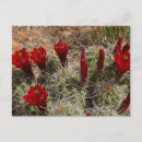 Suche nach cactus postkarten Wüste