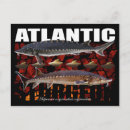 Recherche de atlantique cartes postales Poisson