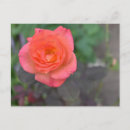 Suche nach natur postkarten Rosa