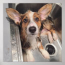 Suche nach kleiner hund poster Baby