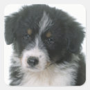 Suche nach aussie aufkleber Hund