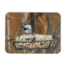 Recherche de poulets magnets Pour elle