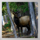 Recherche de élan posters Faune